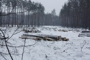 Под Киевом рубят сосновый лес 