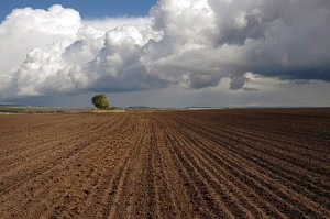 Земельные магнаты современности: быть или не быть украинскому аграрию? 