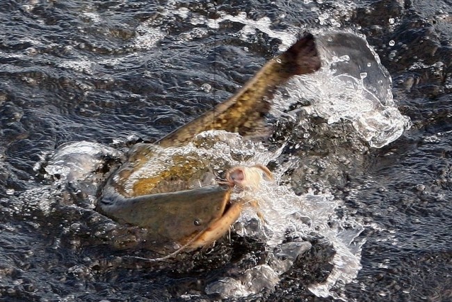 ribalka_v_astrahani_5