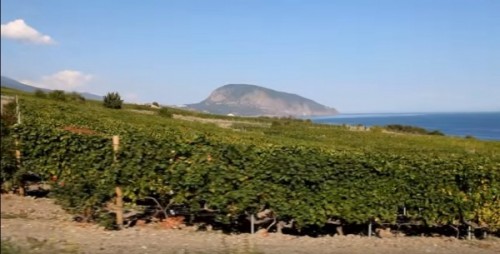 2057e01-vinogradniki-alekperova