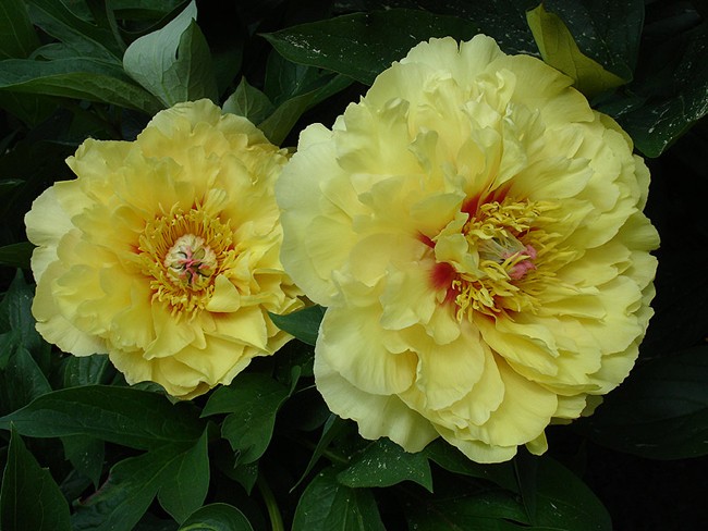 Garden Treasure