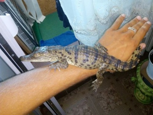 На улице Белгорода – Днестровского прохожий поймал крокодила