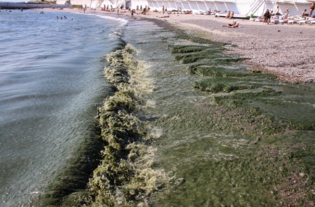 Скриншот 08-08-2016 150403